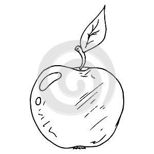 Apple icon. Vector illustration of an apple. Hand drawn apple doodle