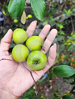 Apple India | Bidara | Futsa |Ziziphus jujuba