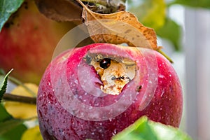 Apple with insects