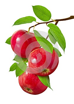 Apple isolated. Three red ripe juicy apples on  branch with green leaves isolated on white background as design for package