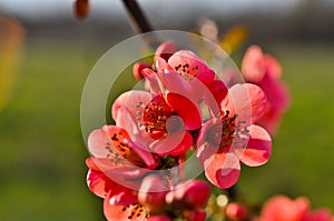 Apple japanese, garden,spring photo