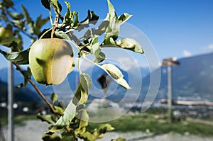 Apple in the landscape