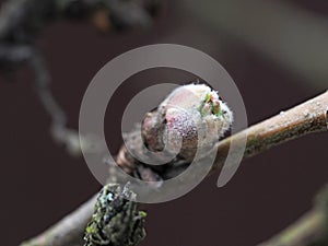 An Apple leaf blooms in early spring from a Bud on a branch. Close-up, the concept of reviving nature in spring