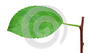 Apple leaf isolated on white