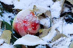Apple and leaves on the ground under first snow