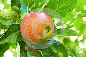 Apple, leaves on orchard and outdoor, nature and agriculture for sustainability with food and nutrition for health