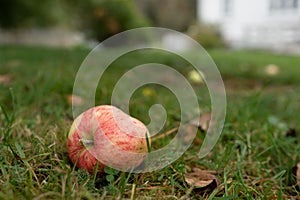 An apple lying on the ground in the garden.