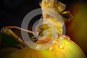 Apple macro shot