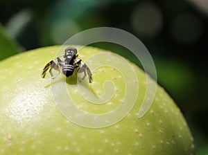 Apple Maggot Fly - Rhagoletis pomonella photo
