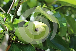 Apple maggot in fruits grows on the branch in early summer