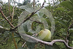 Apple of Malang, East Java