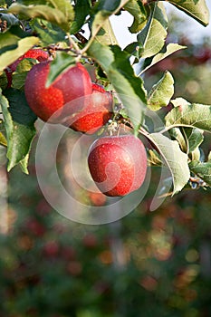 Apple (Malus domestica)