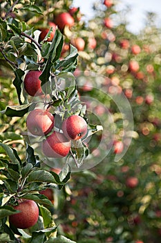 Apple (Malus domestica)