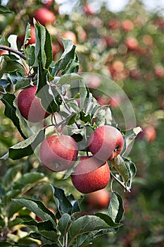 Apple (Malus domestica)