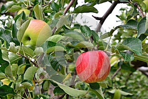 Apple Malus domestica