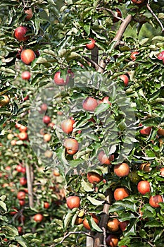 Apple (Malus domestica)