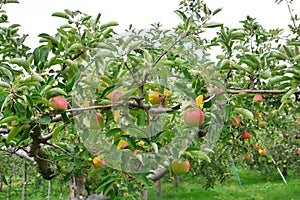 Apple Malus domestica, on the tree