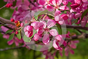 Apple Malus Rudolph tree, with dark pink blossoms in the blurred bokeh background. Spring. Abstract floral pattern photo