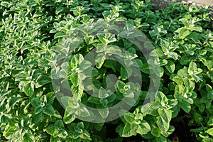 Apple mint in the garden