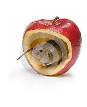 Manzana ratón 
