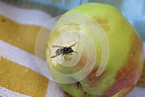 Apple nectar