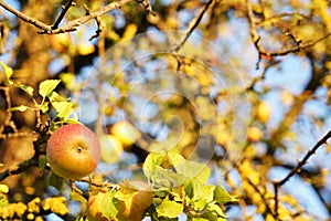 An apple on the old apple tree magically attracts the viewer