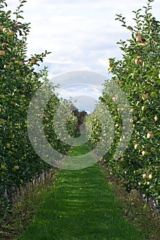 Apple Orchard