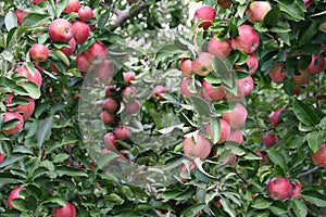 Apple Orchard