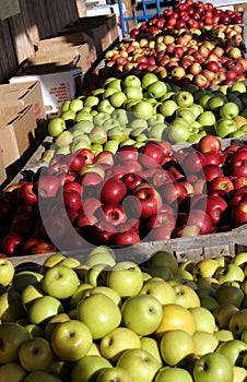 Apfel Obstgarten 