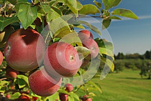 Apple orchard