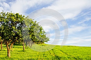 Apple orchard