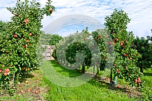 Apple orchard photo