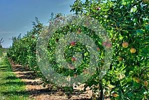 Apple Orchard #2 photo