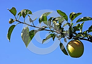 Apple Orchard