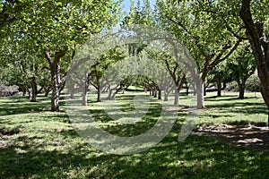 Apple orchard