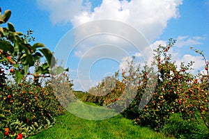 Apple Orchard photo