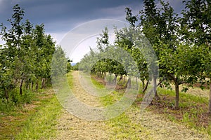 Apple orchard