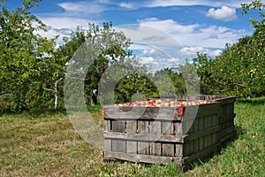 Apple Orchard