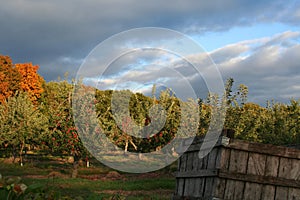 Apple Orchard photo