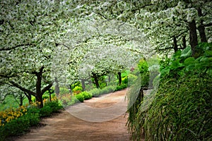 Apple Orchard