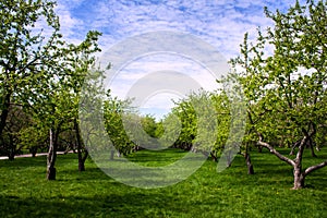 Apple orchard