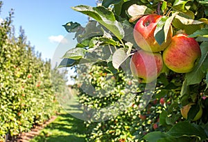 Apple orchard