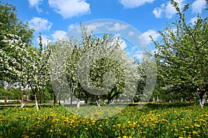 Apple orchard