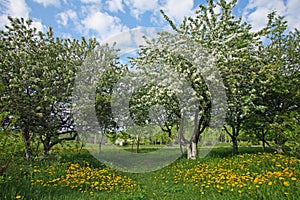 Apple orchard