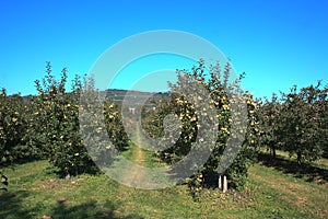 Apple orchard