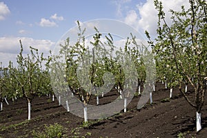 Apple orchard.
