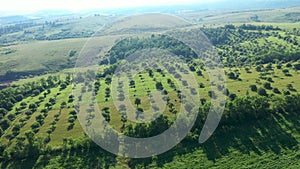 Apple orchard from above, aerial view