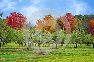 Apple orchard against beautiful autumn foliage in New England