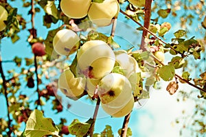 Mela Frutteto ( albero di mele ) 