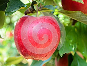 Apple in an orchard